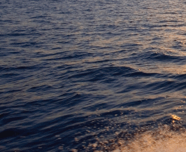 Party cruises on the Chicago harbor